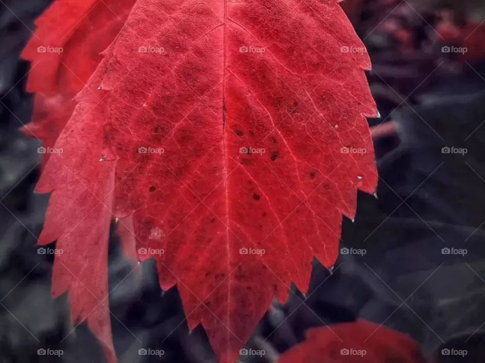 The autumn 2022