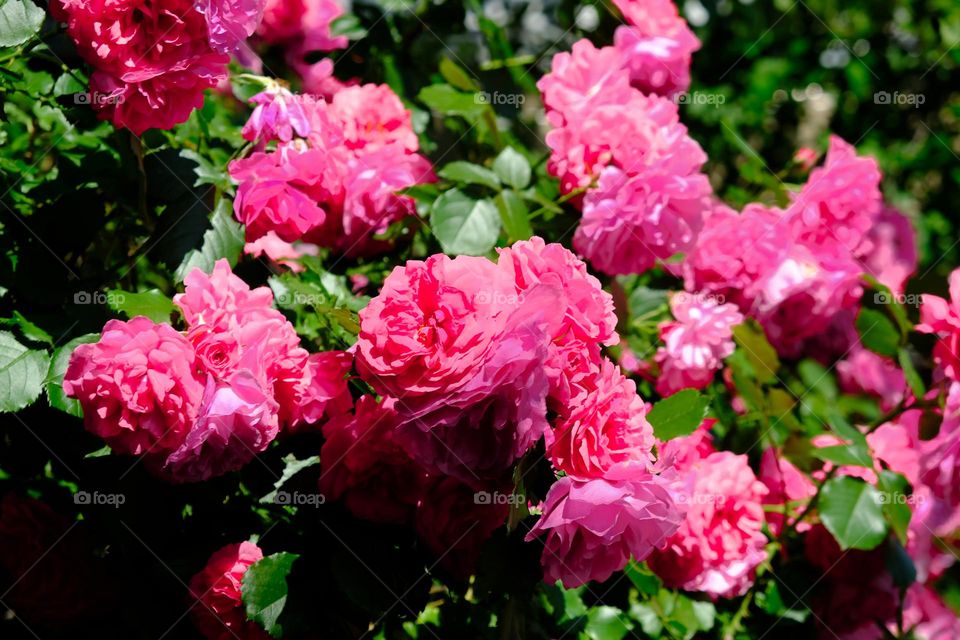 Magenta rose bush