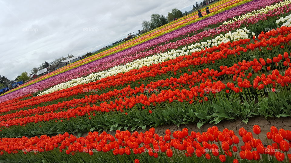 Tulip Field