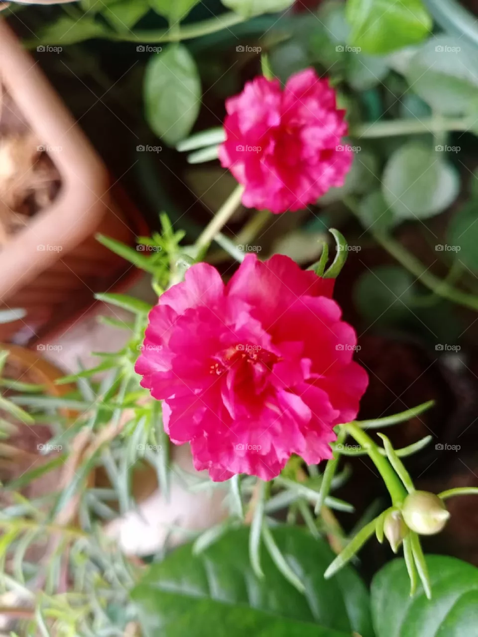 pink colour chinarose