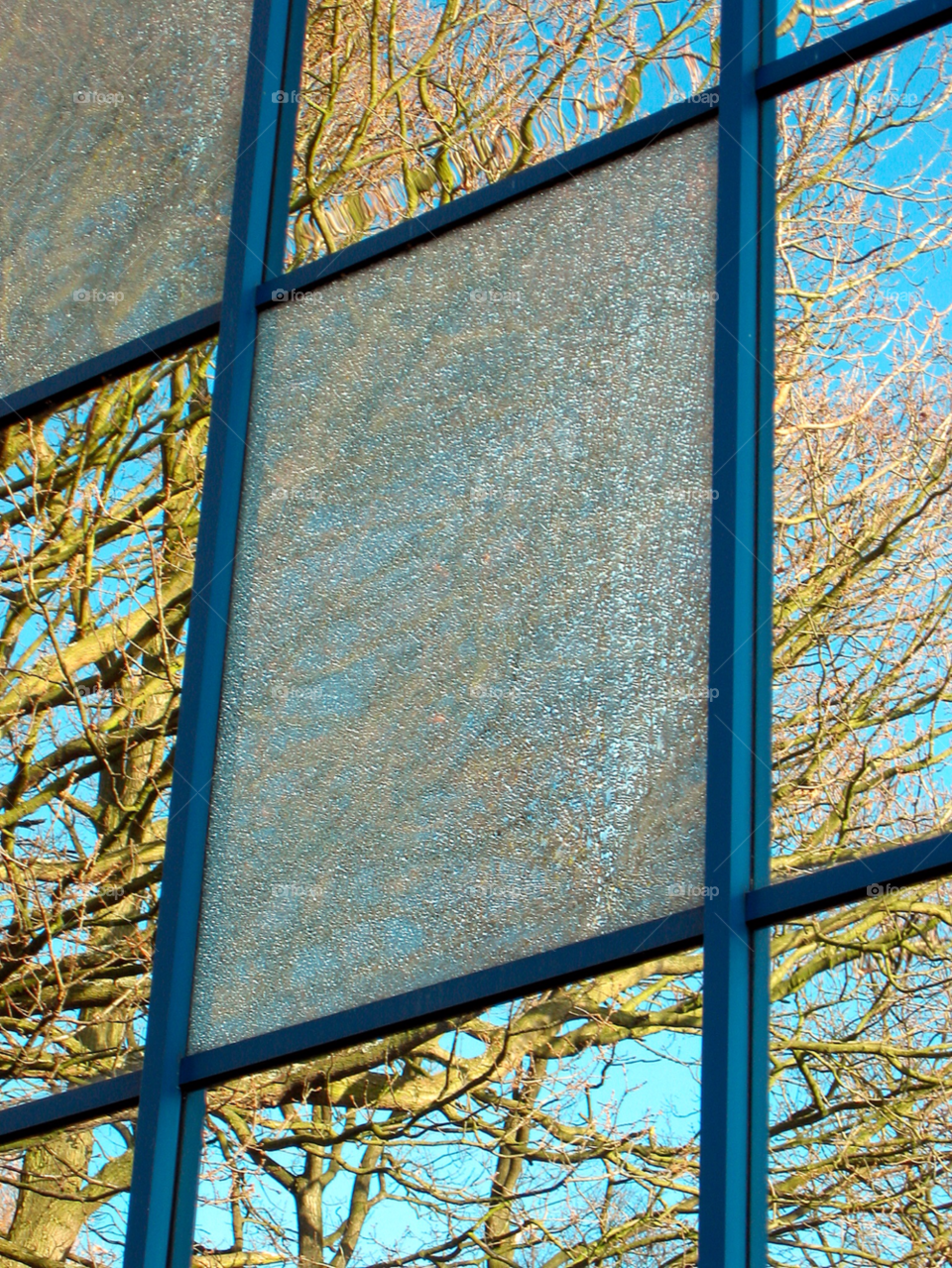 glass tree windows window by mparratt
