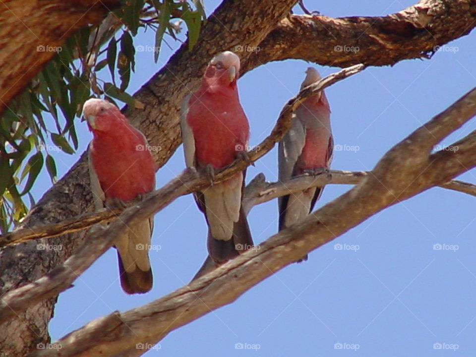 Pink Galahs