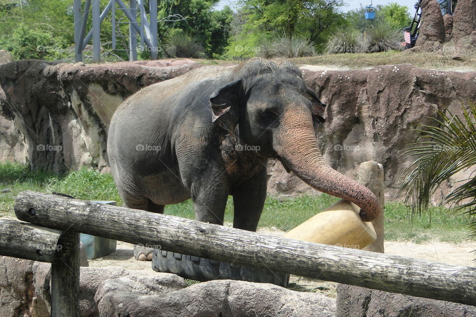 Lindo elefante 