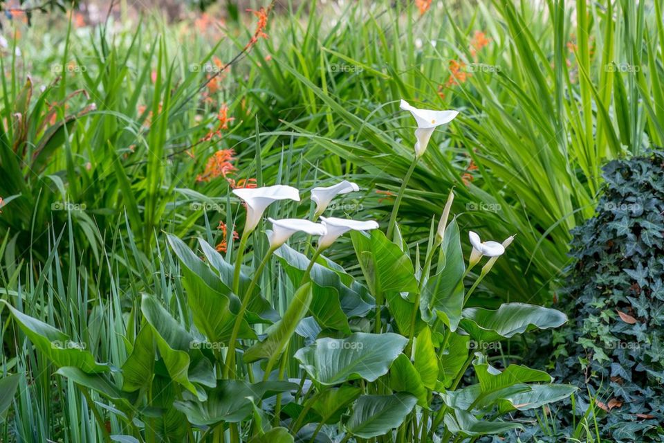 Calla lilies 
