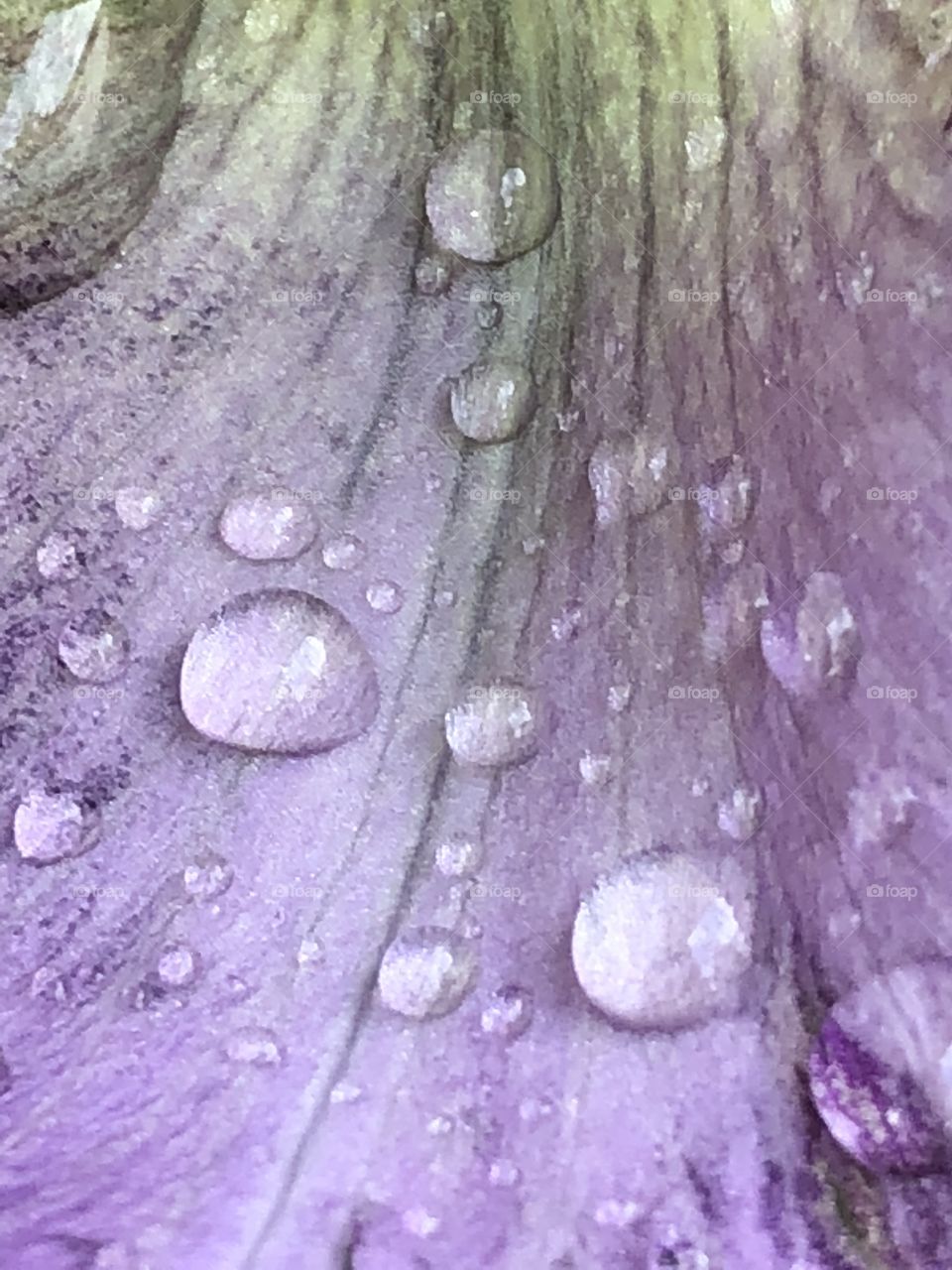Iris bloom with rain drops- looks like fabric 