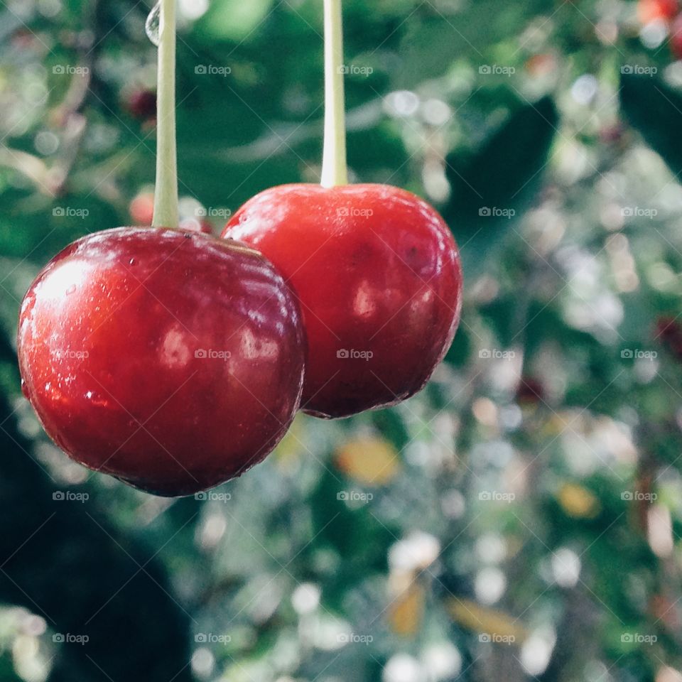 Close-up of a fresh cherry