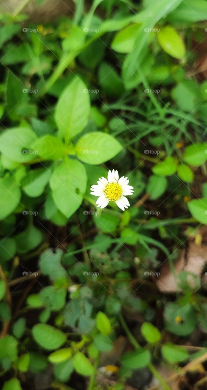 GALLANT SOLDIER-- Used to coagulate bleeding from cuts , wounds, toothaches,eye diseases and beetle bites