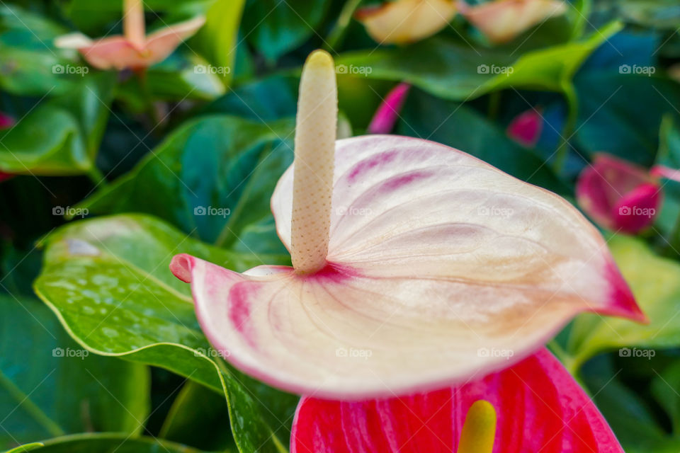 Anthurium, Laceleaf, Araceae family, a genus of herb in family Araceae