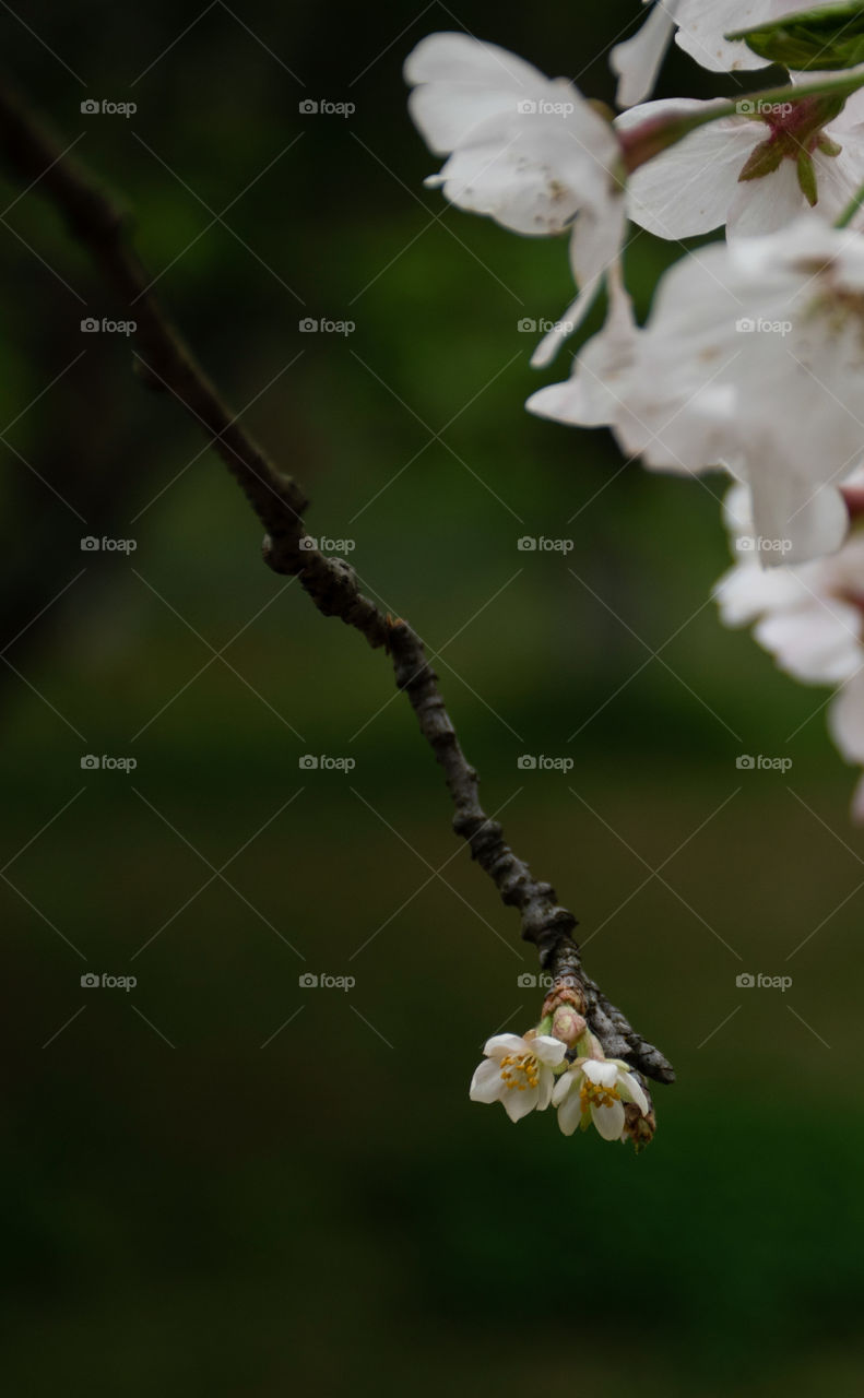 Yoshino cherry trees