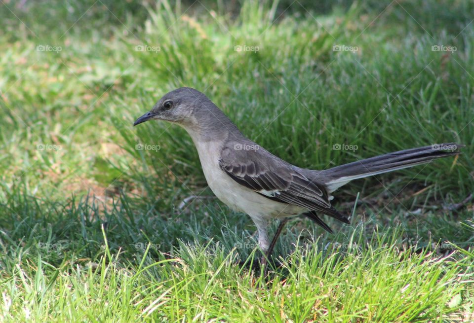 Young northern mockingbird standing in grass on sunny May Day 