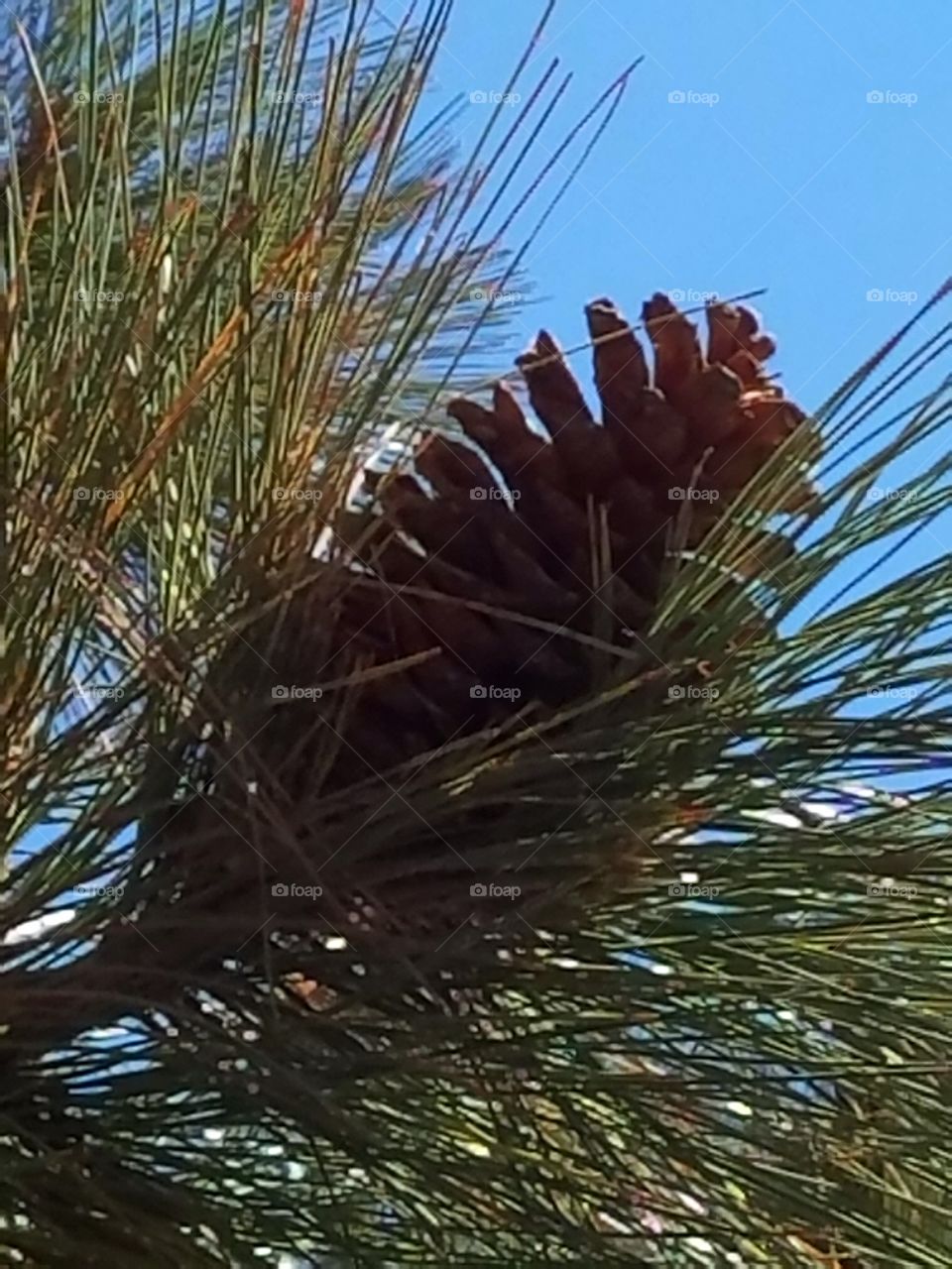 pinecone