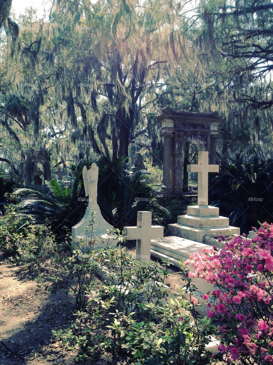 Garden, No Person, Tree, Flower, Outdoors