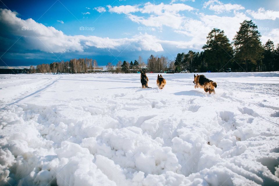 three dogs are played together