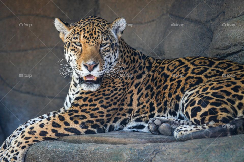 A gorgeous Jaguar rests in a cool cave as it stays out of the afternoon heat