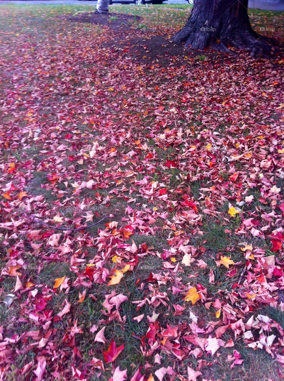 Fallen Leaves 