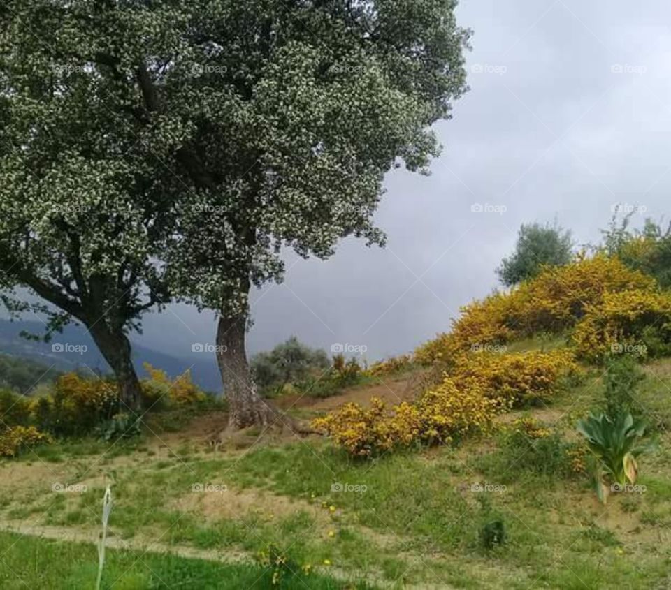 Nature . Olives