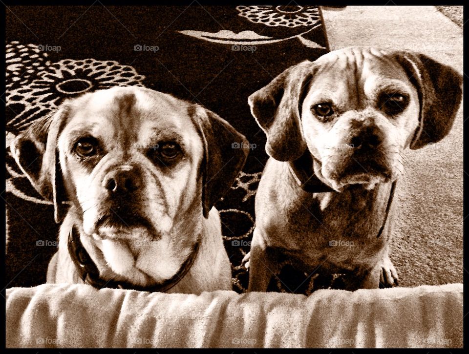 My Puggles