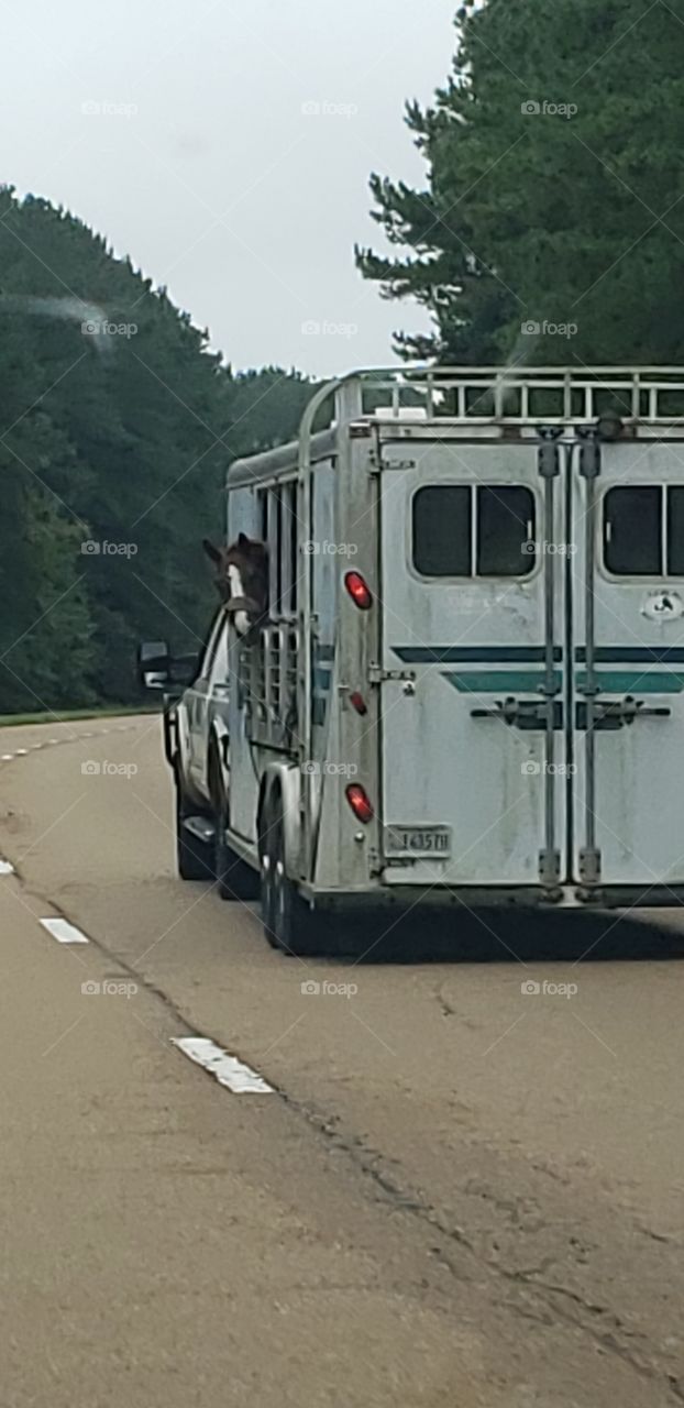 Horse enjoying the ride in his horse trailer!