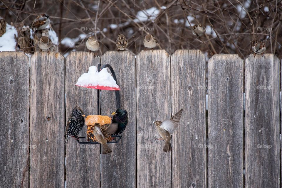 Group of birds eating at a hanging bird feeder outdoors in the snow 