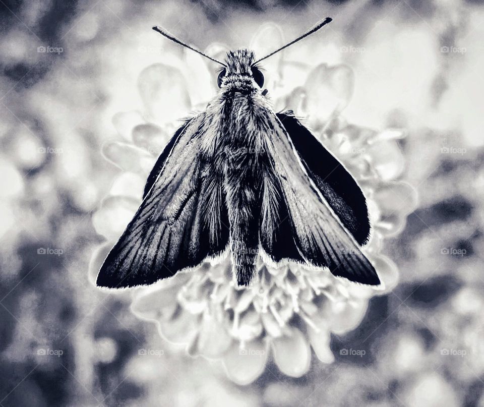 Black and white macro close-up of a large skipper butterfly on a purple scabious flower