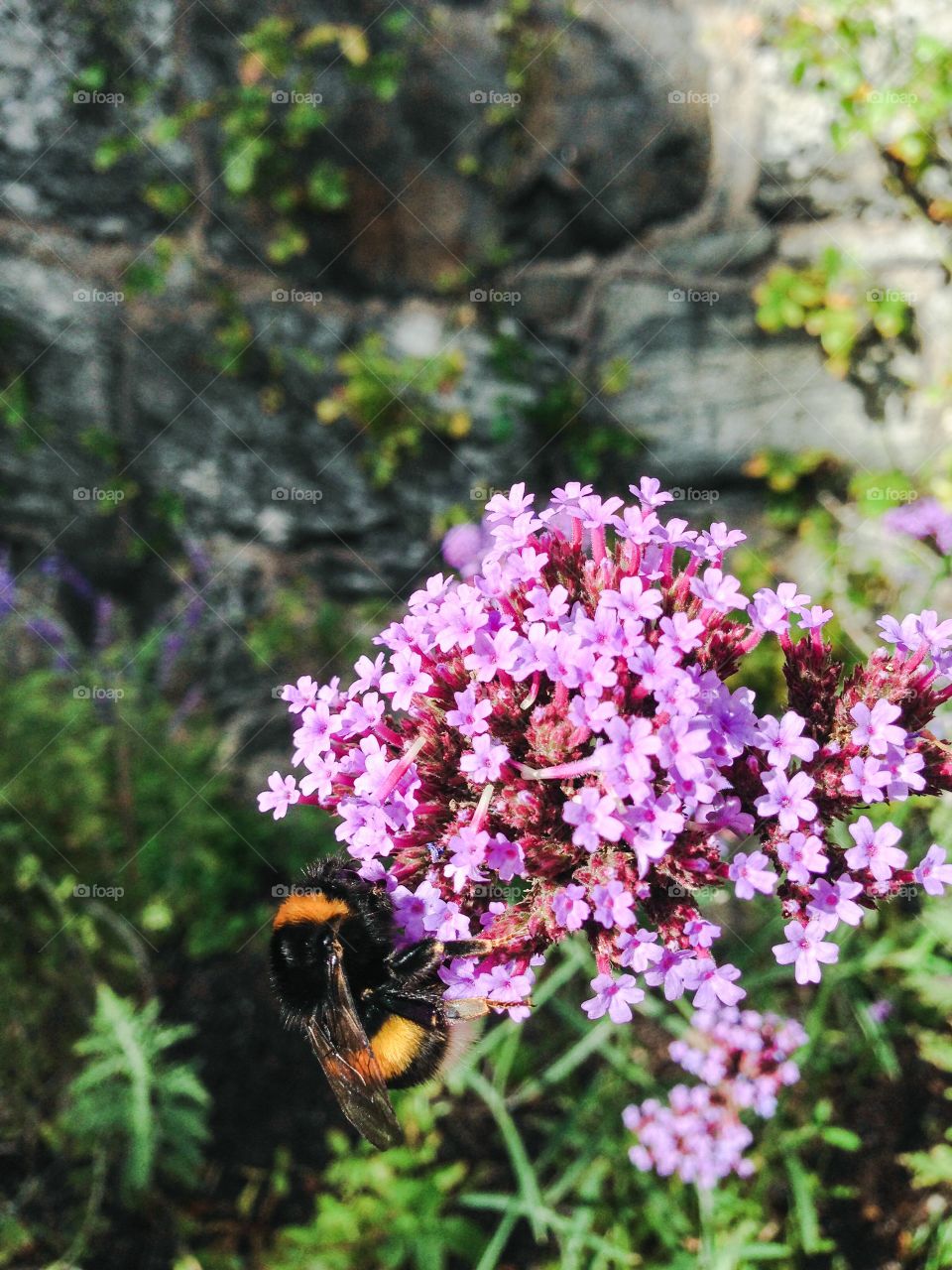 bumblebee on flower