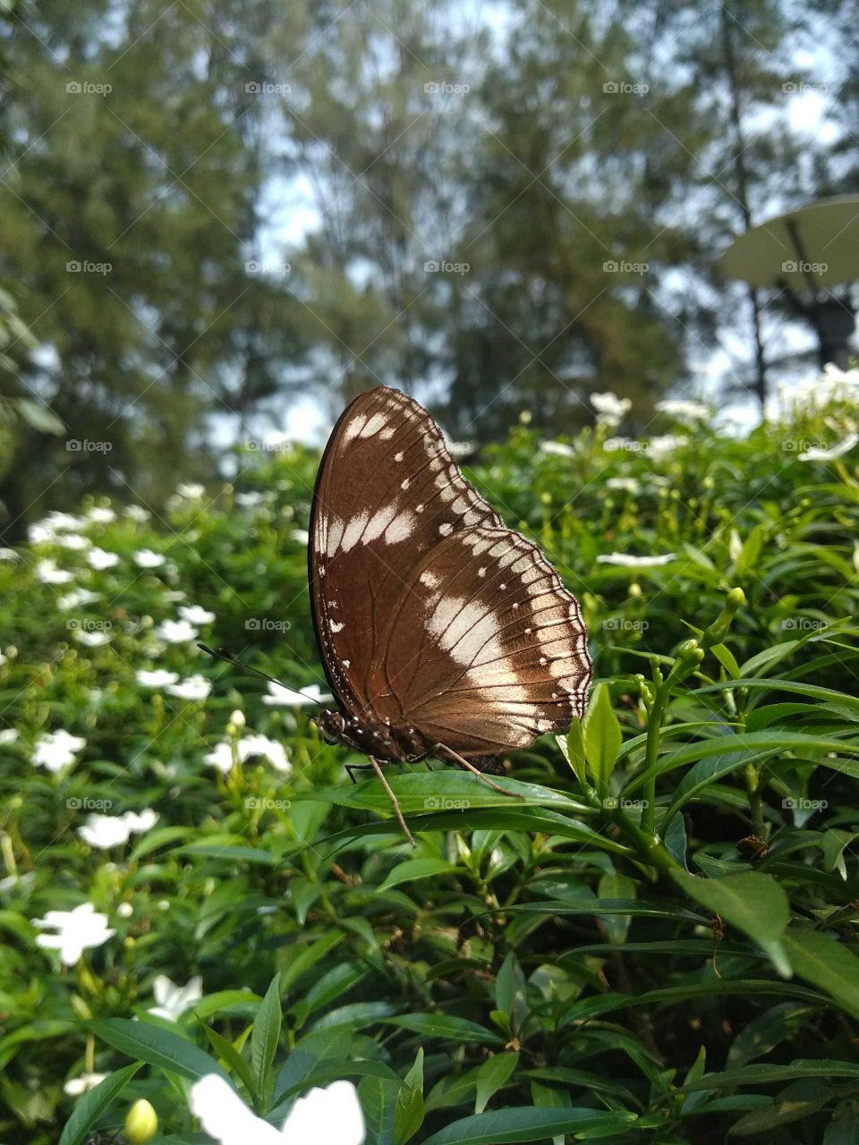 beautiful butterfly in garden