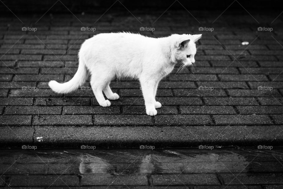 White cat