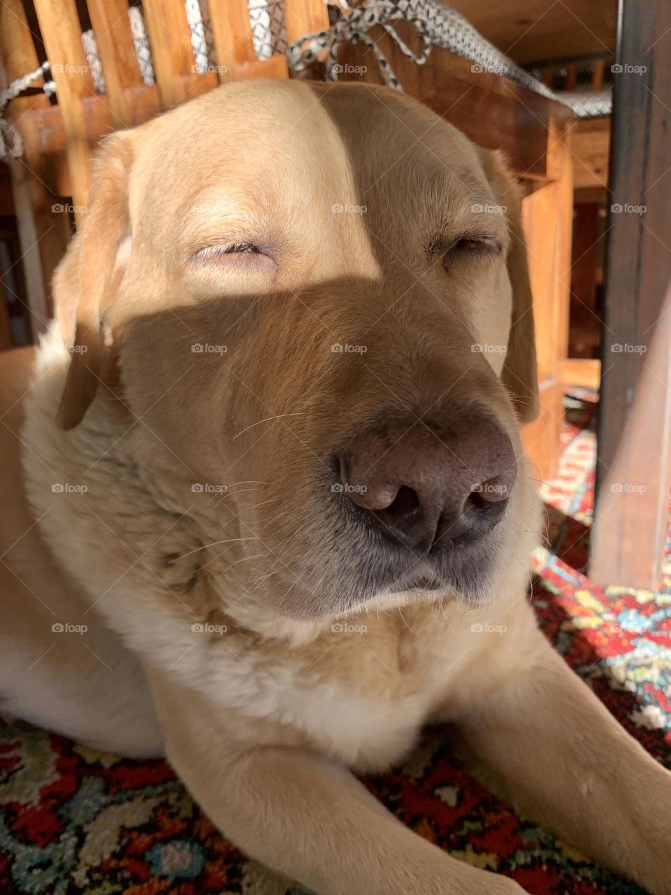 Mobile Series : Animals 