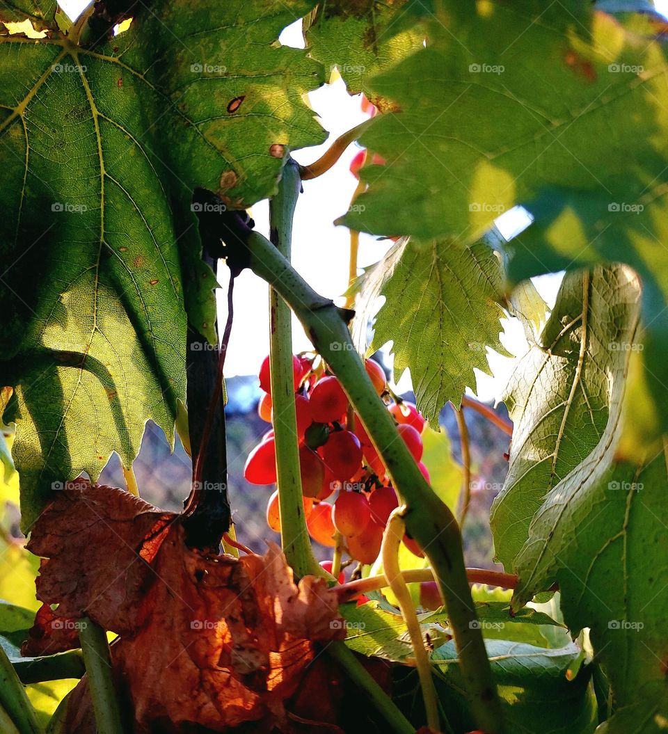 September sunset..🍇