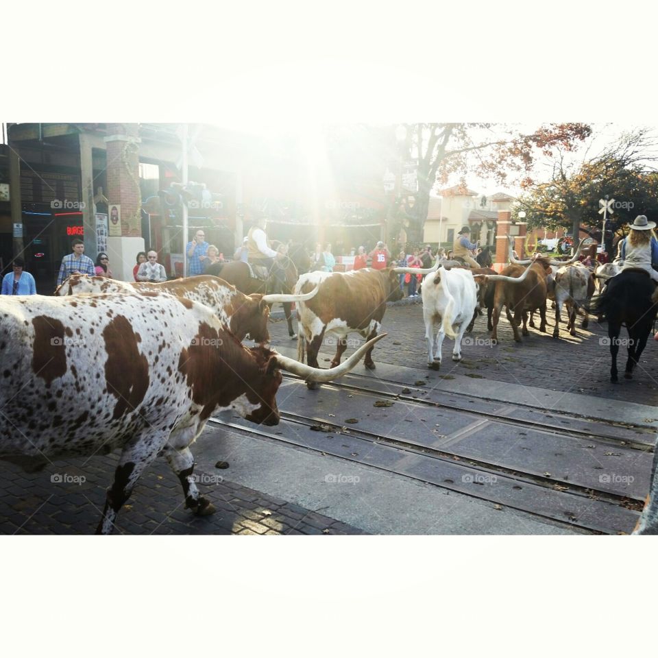 Bull Run. Visiting my sister in Dallas & couldn't pass up checking out the history that Fortworth has to offer.