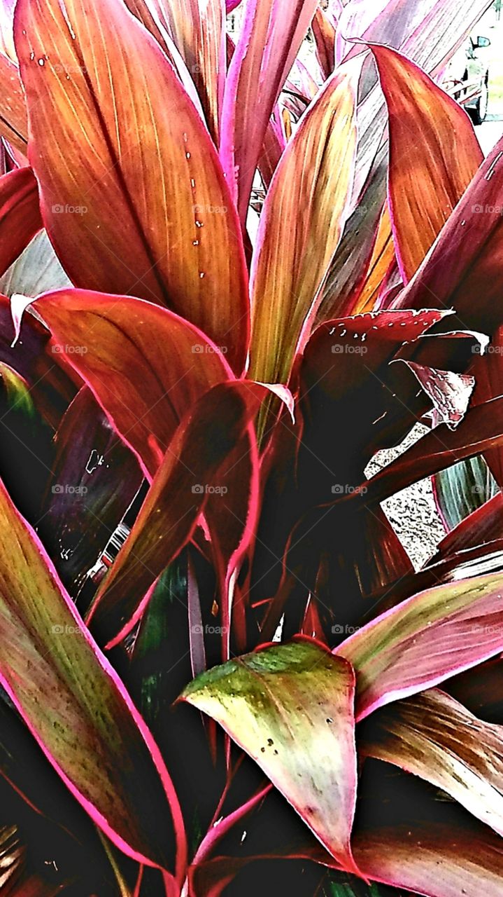 autumn plant leaves of fall colors red brown orange leaves in the fall