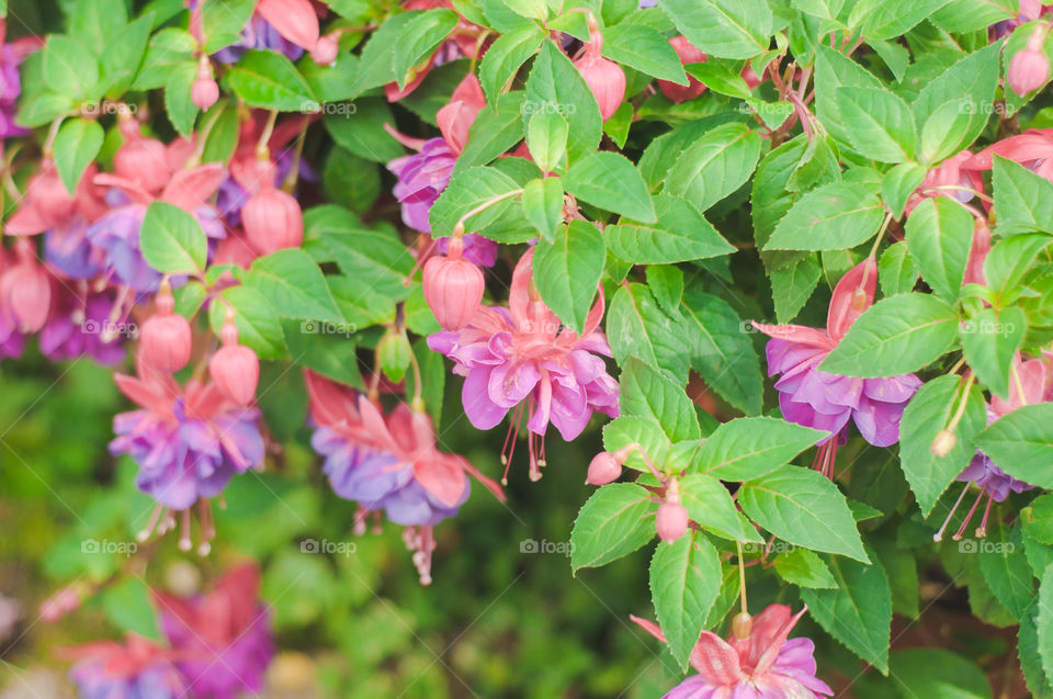 leaves and pink flowers pattern 