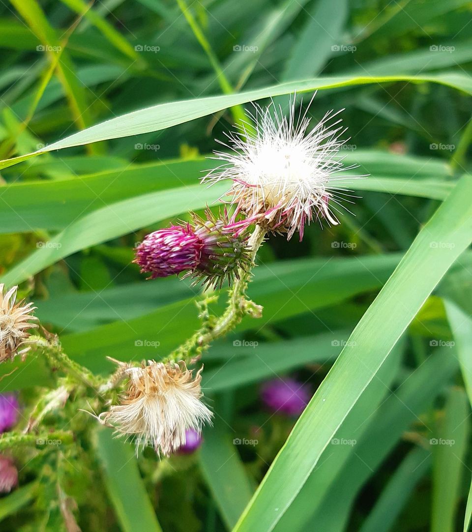 the variety of plants growing in summer