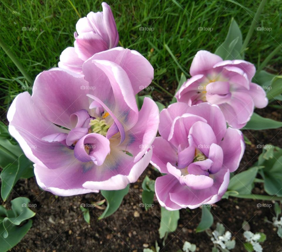 tulips flowers in the flowerbeds  spring time