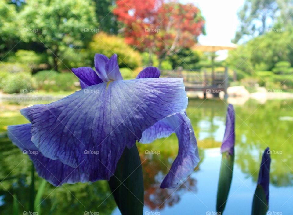 Flower found in the Japanese Botanical Gardens at UCLA.