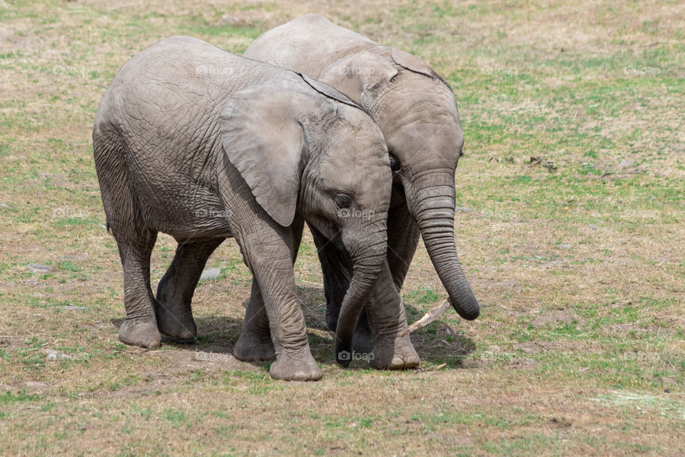 Best friends , two baby elephants , bästa vänner, två elefantungar 
