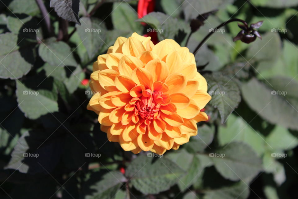 Orange flower close up