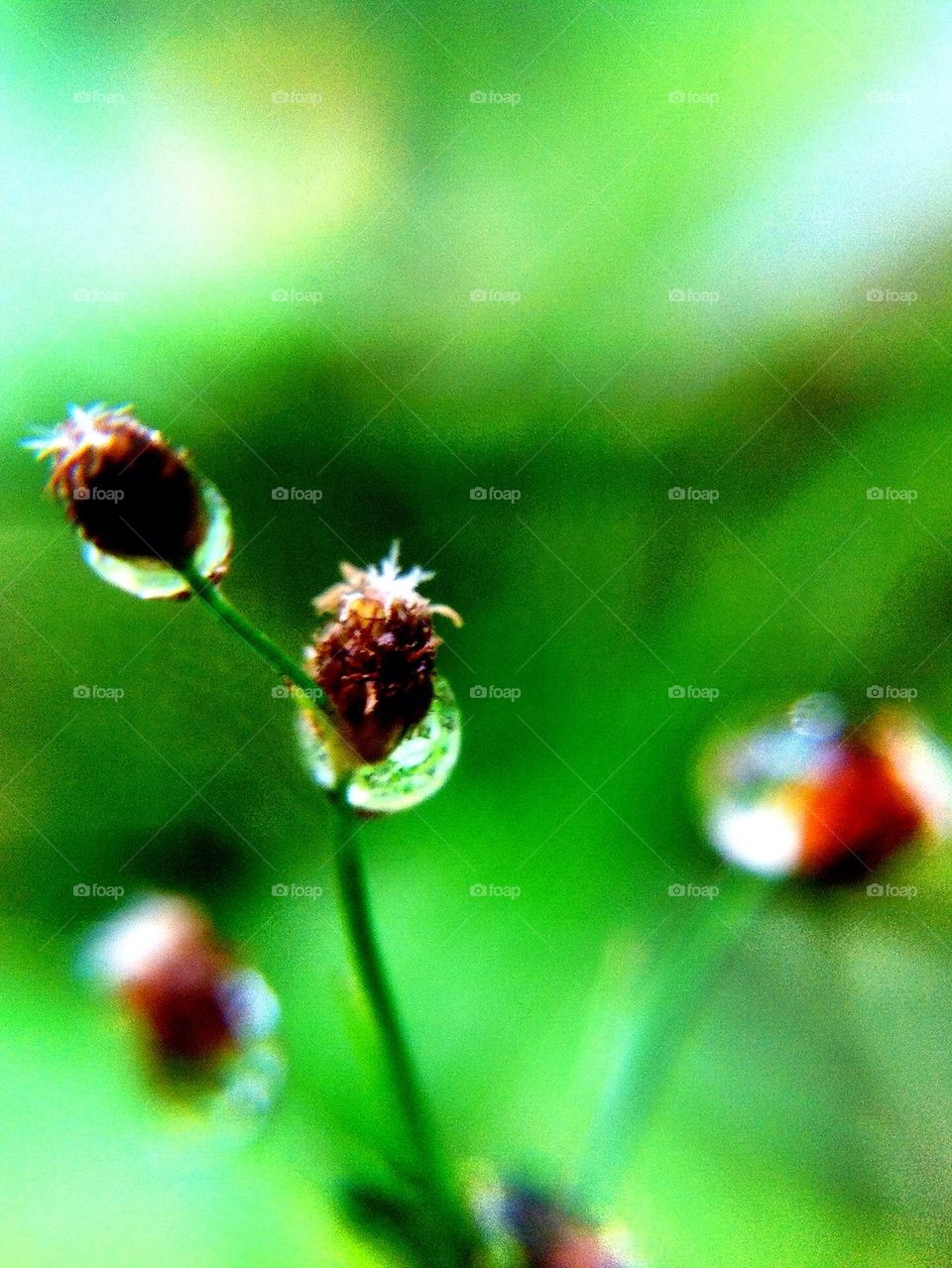 Little flowers with water drops