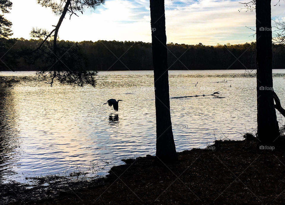 A Great Blue Heron flying low over the water at Lake Johnson Park in Raleigh North Carolina, Triangle, Wake County.  