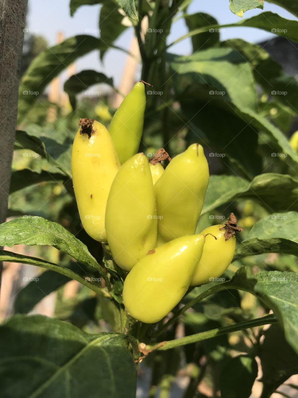 Capsicum flutescens Linn.