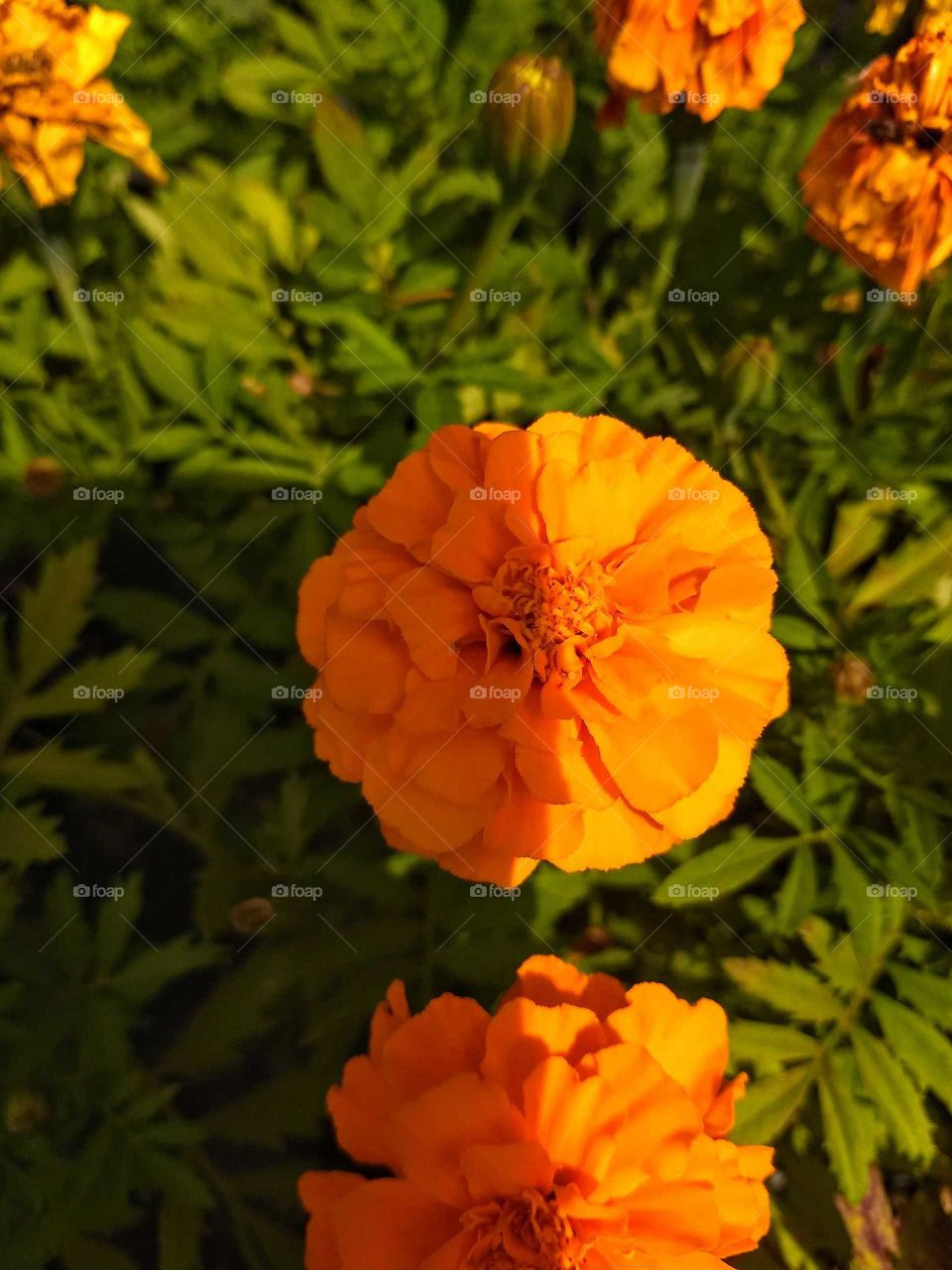 Orange flower with sun on half of it
sunlight shadow focused green orange