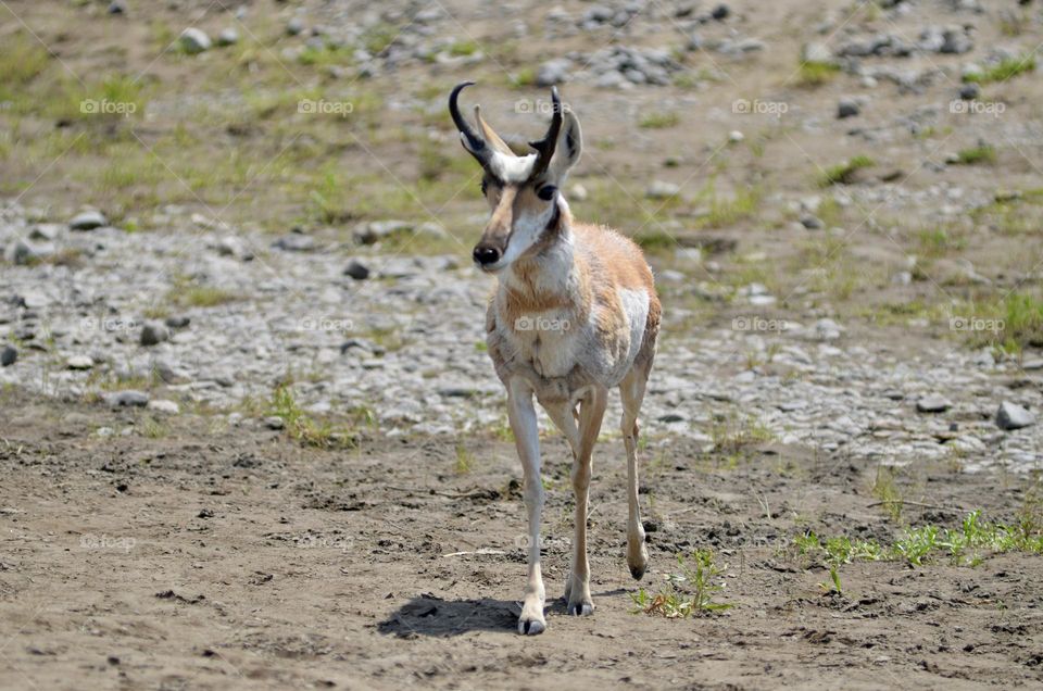 A close encounter with a gazelle 