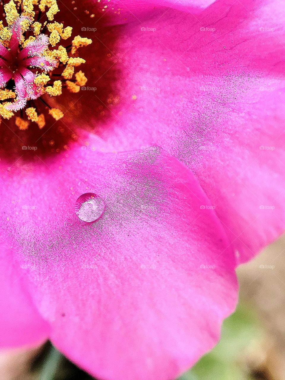 10 O'clock flower with droplet