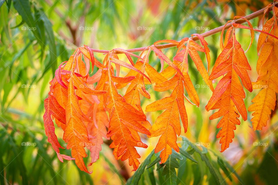 Beautiful autumn leave with golden colours at a blurred background 