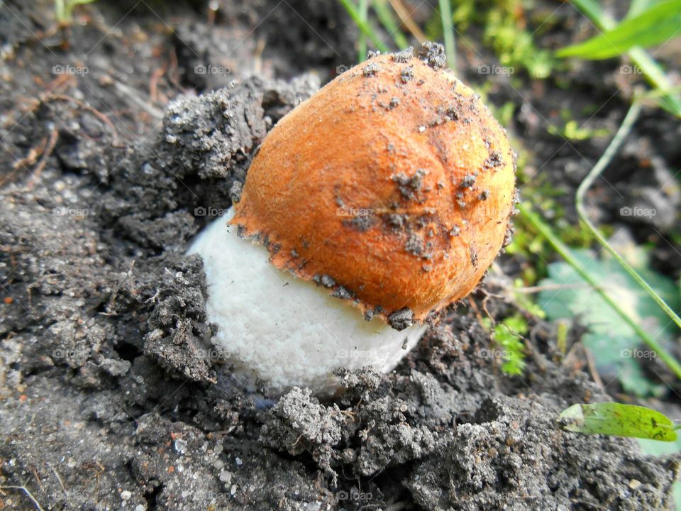 Nature, No Person, Food, Outdoors, Closeup