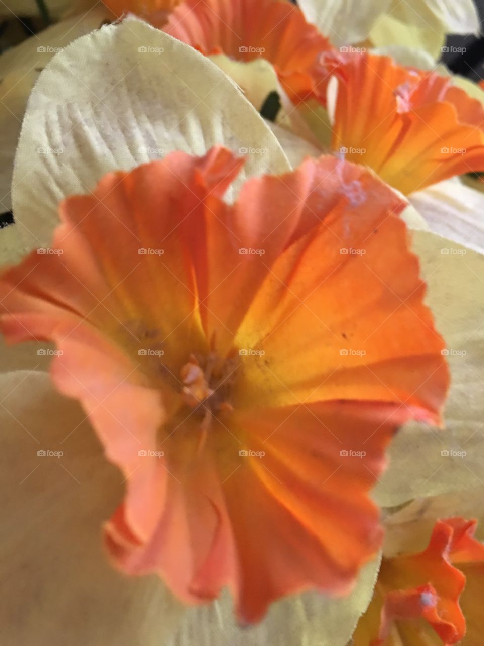 Flower, No Person, Nature, Summer, Flora