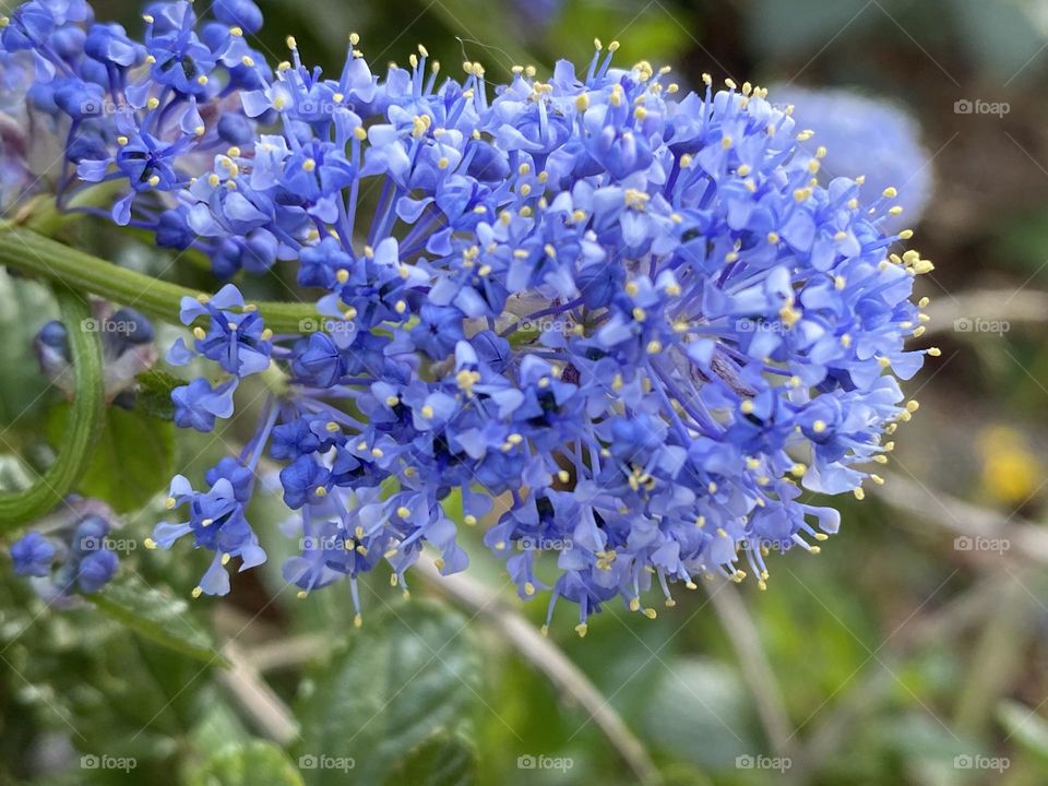 A close up of a Flower 