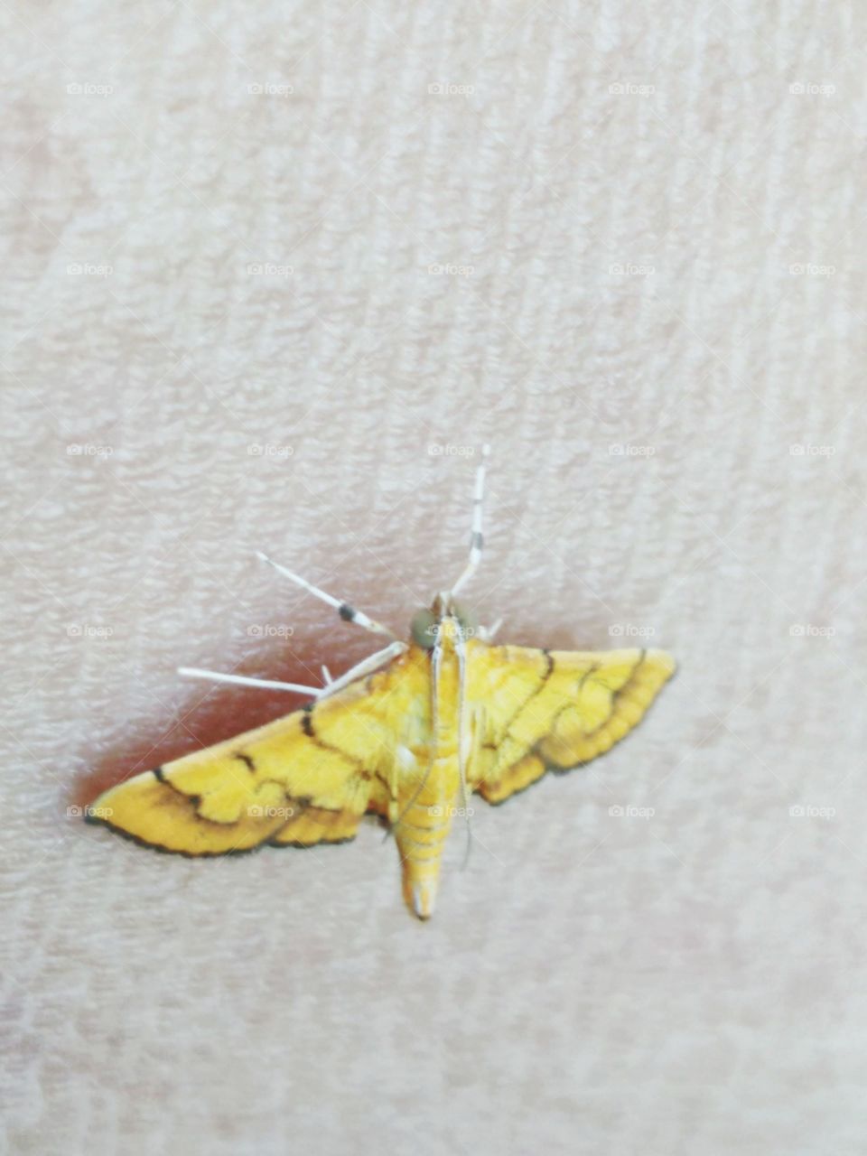 A gold butterfly perched on the skin of the hand