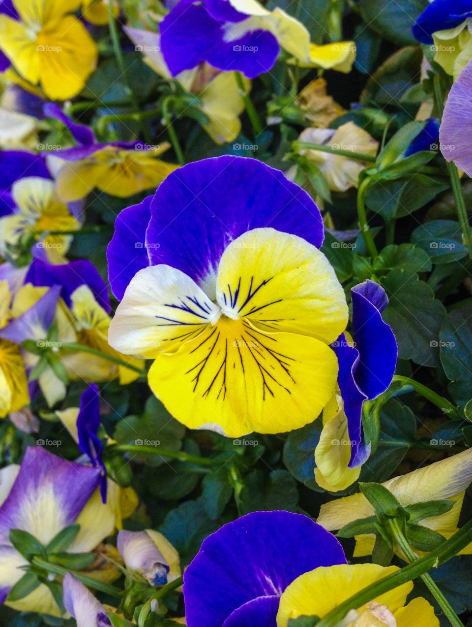 Close-up pansy flowers