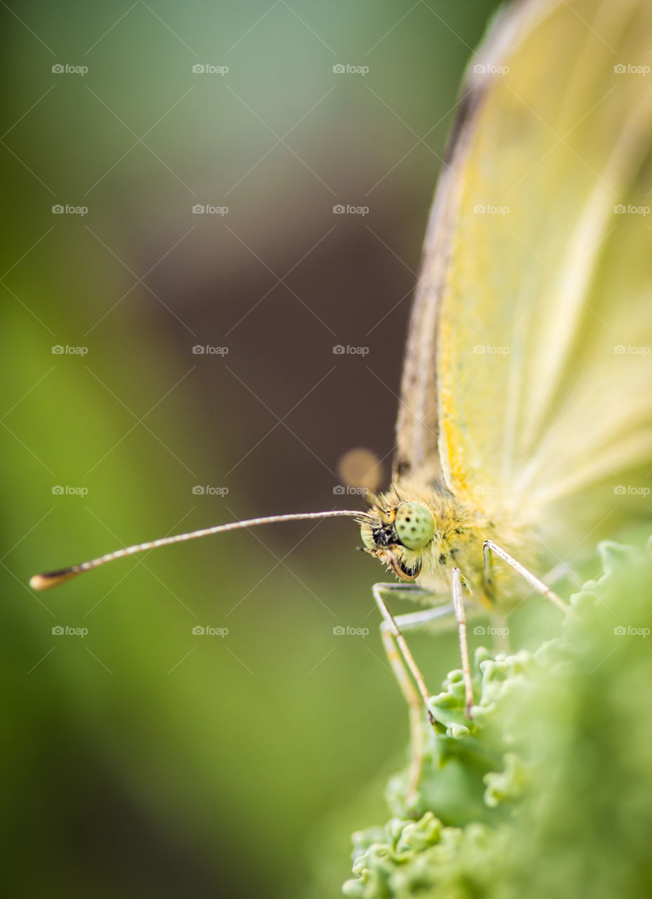 Close-up of butterfly